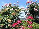 Garden and Plant Corona CA